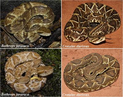 Morphological Plasticity of the Retina of Viperidae Snakes Is Associated With Ontogenetic Changes in Ecology and Behavior